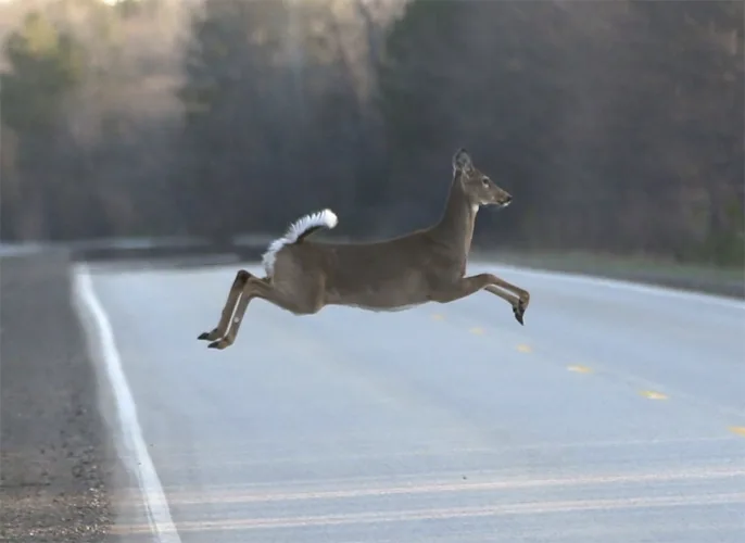 Deer crashes peak each fall in Michigan: Here’s what to know